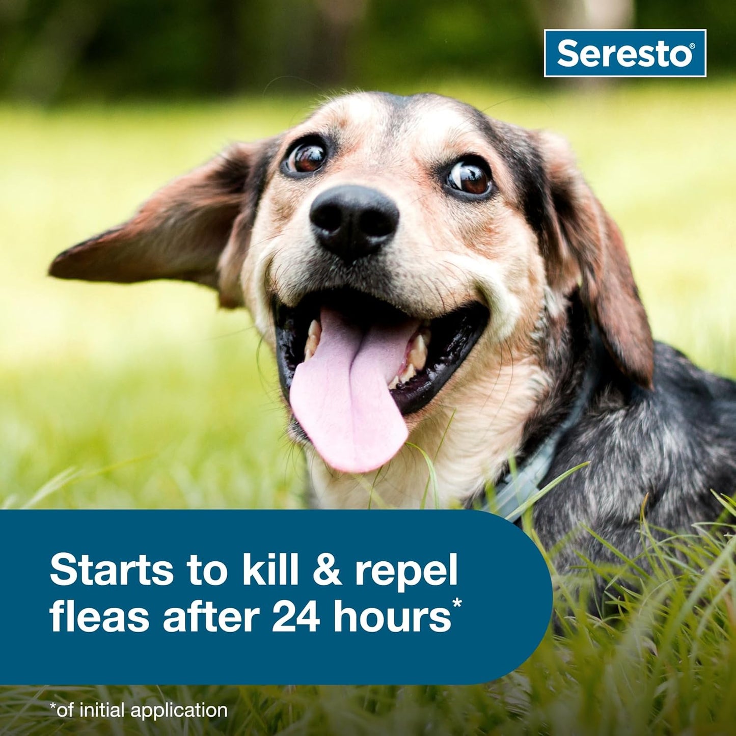 Seresto Small Dog Vet-Recommended Flea & Tick Treatment & Prevention Collar for Dogs under 18 Lbs | 8 Months Protection